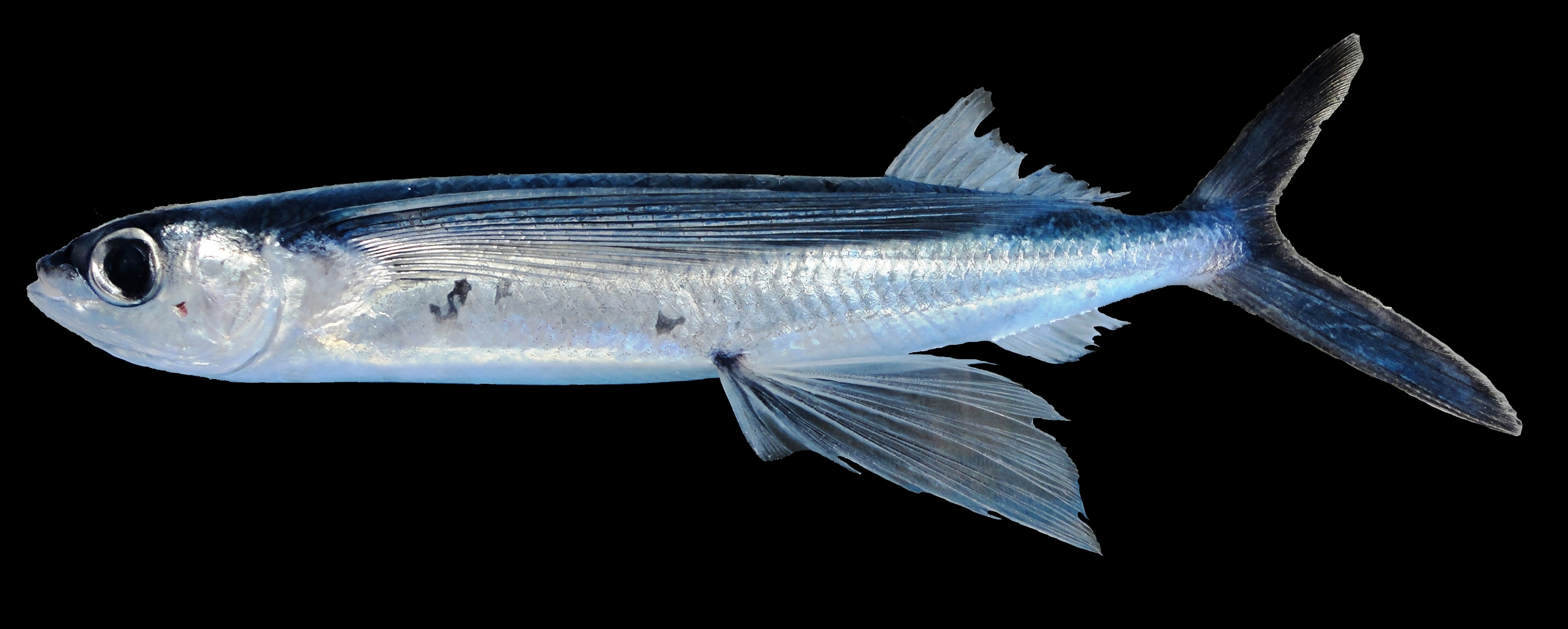 ツクシトビウオ(2014.05.30) - WEB魚図鑑