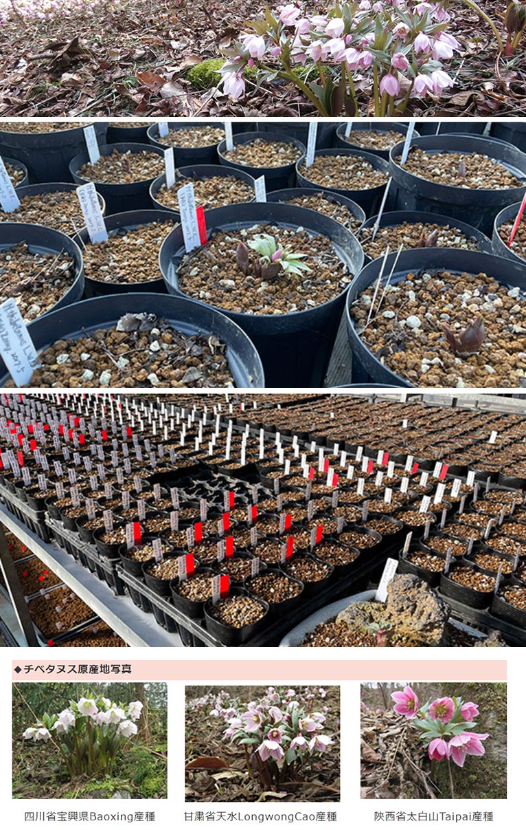 終了】Zoony Garden ズーニィ・ガーデンのクリスマスローズオリジナル