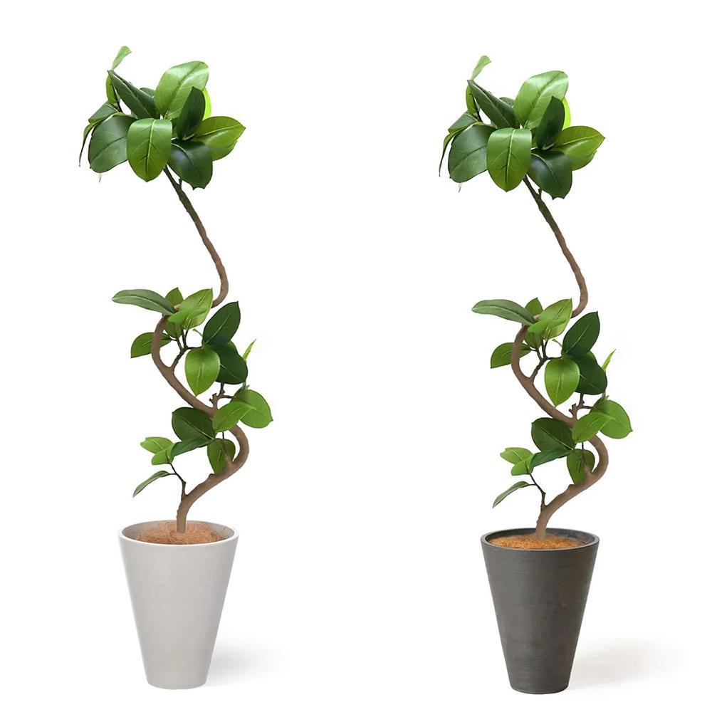 フィカス・アルテシマ 高さ142cm (フェイクグリーン フロアグリーン