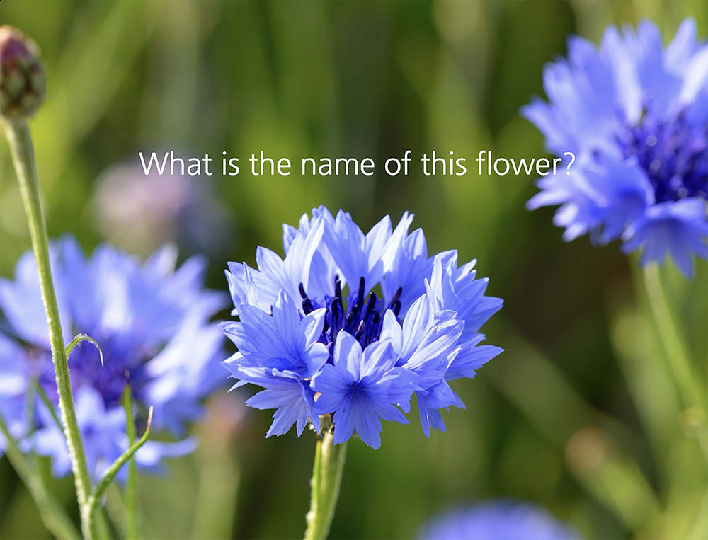 写真で解説】『矢車草』ってどっち？ ヤグルマソウとヤグルマギク、姿