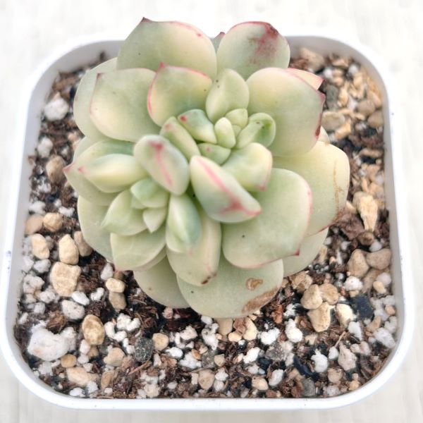 ○多肉植物 エケベリア タンゴ錦 2.5寸苗 C1015 - ハニーミント本店