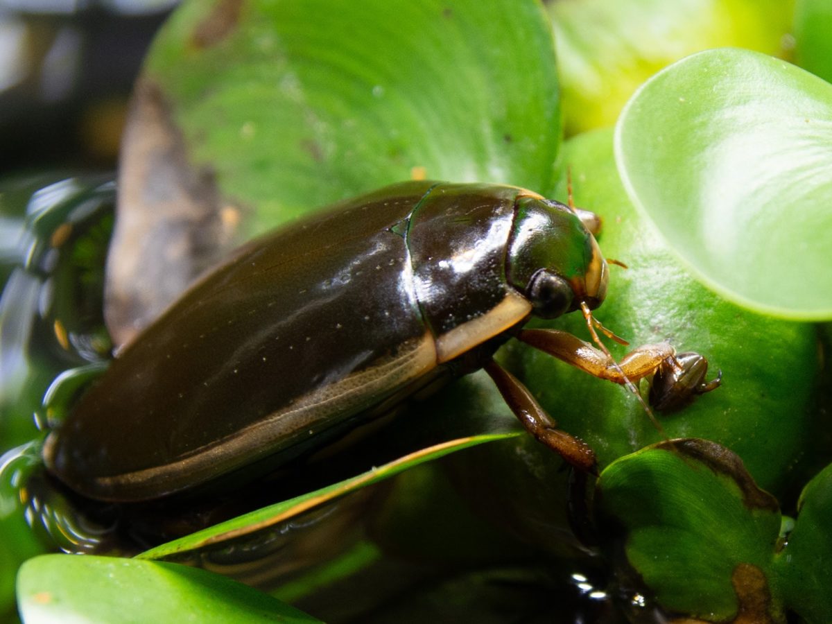 ナミゲンゴロウ、ヒメフチゲンゴロウ、エゾゲンゲンゴロウモドキ