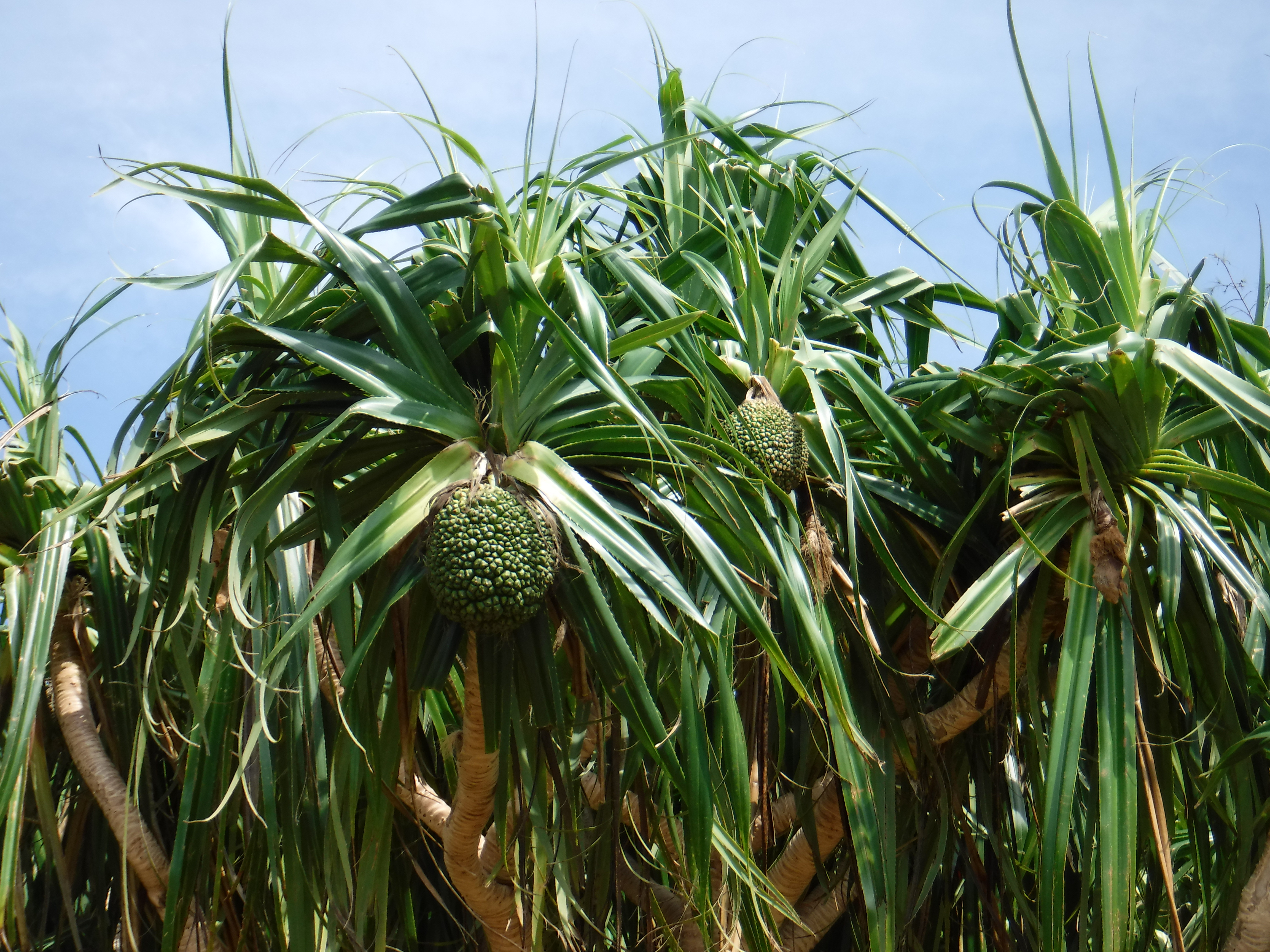 亜熱帯植物アダン！ | 沖縄 体験やんばる自然塾 公式ホームページ