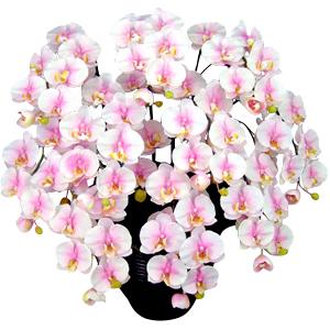 光触媒加工高級胡蝶蘭 チェリーピンク大輪10本アーチ)｜立札対応・法人