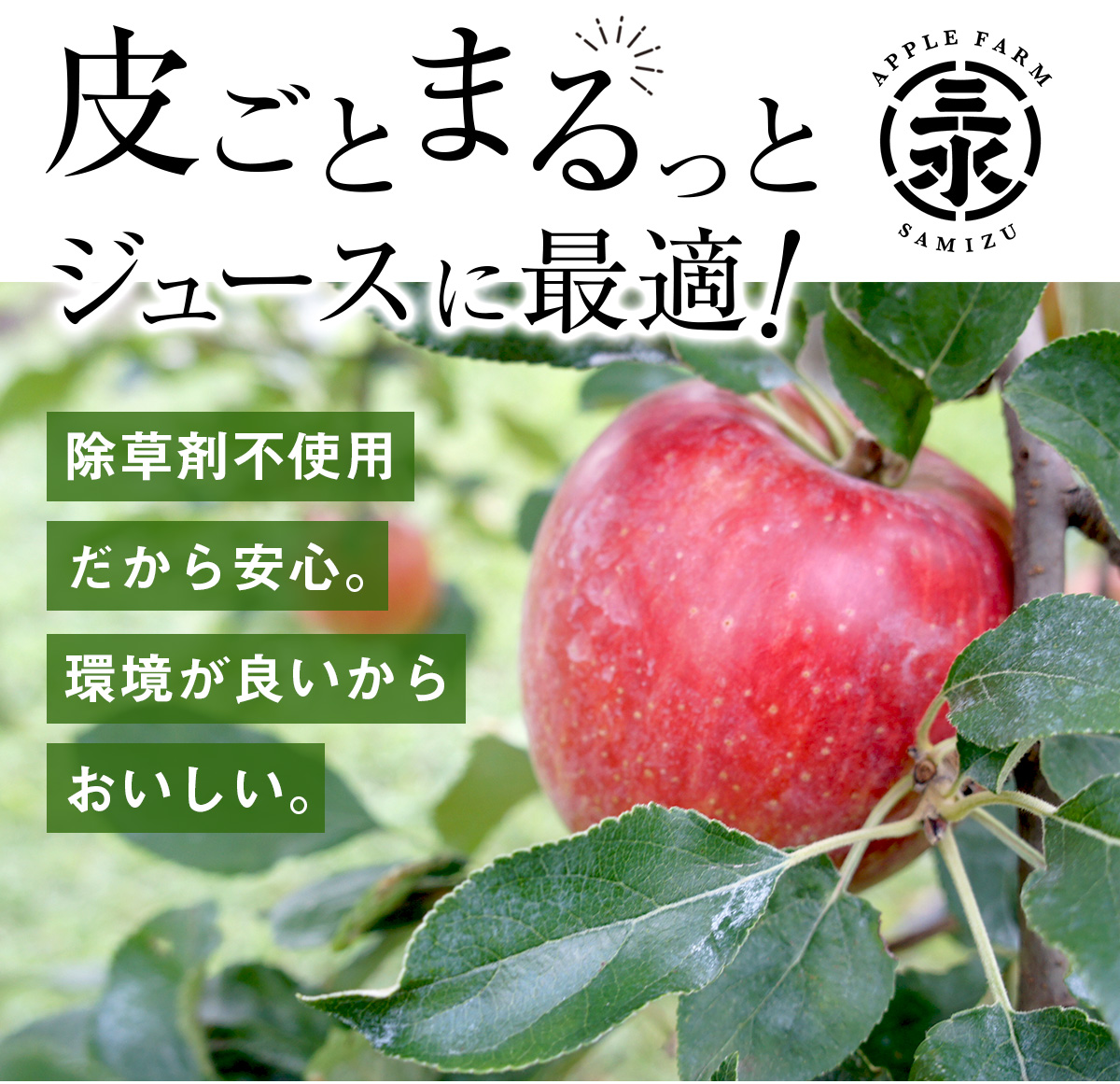 訳あり長野県産 樹上完熟りんご 3kg（除草剤不使用）【ピカイチ野菜くん】