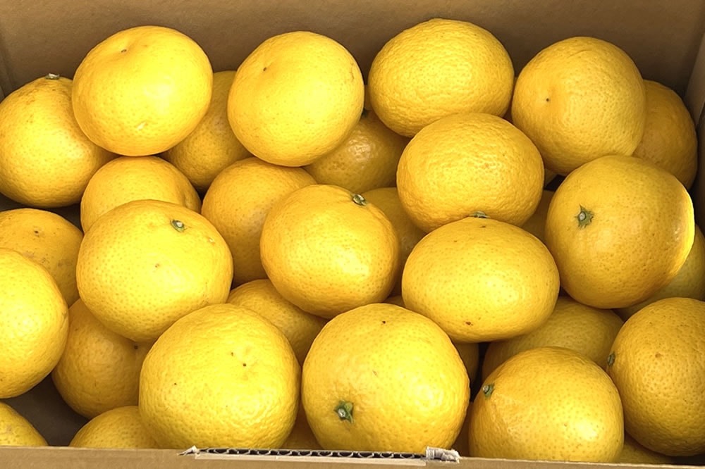 海瀬みかん園 l 【公式】 うまちょく便 | 静岡・山梨名物・特産品を