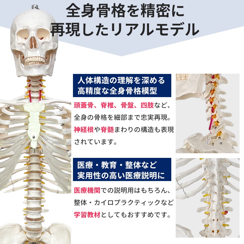 人体模型 骨格模型 等身大 全長177cm 骨格標本 人体骨格模型 吊り下げ