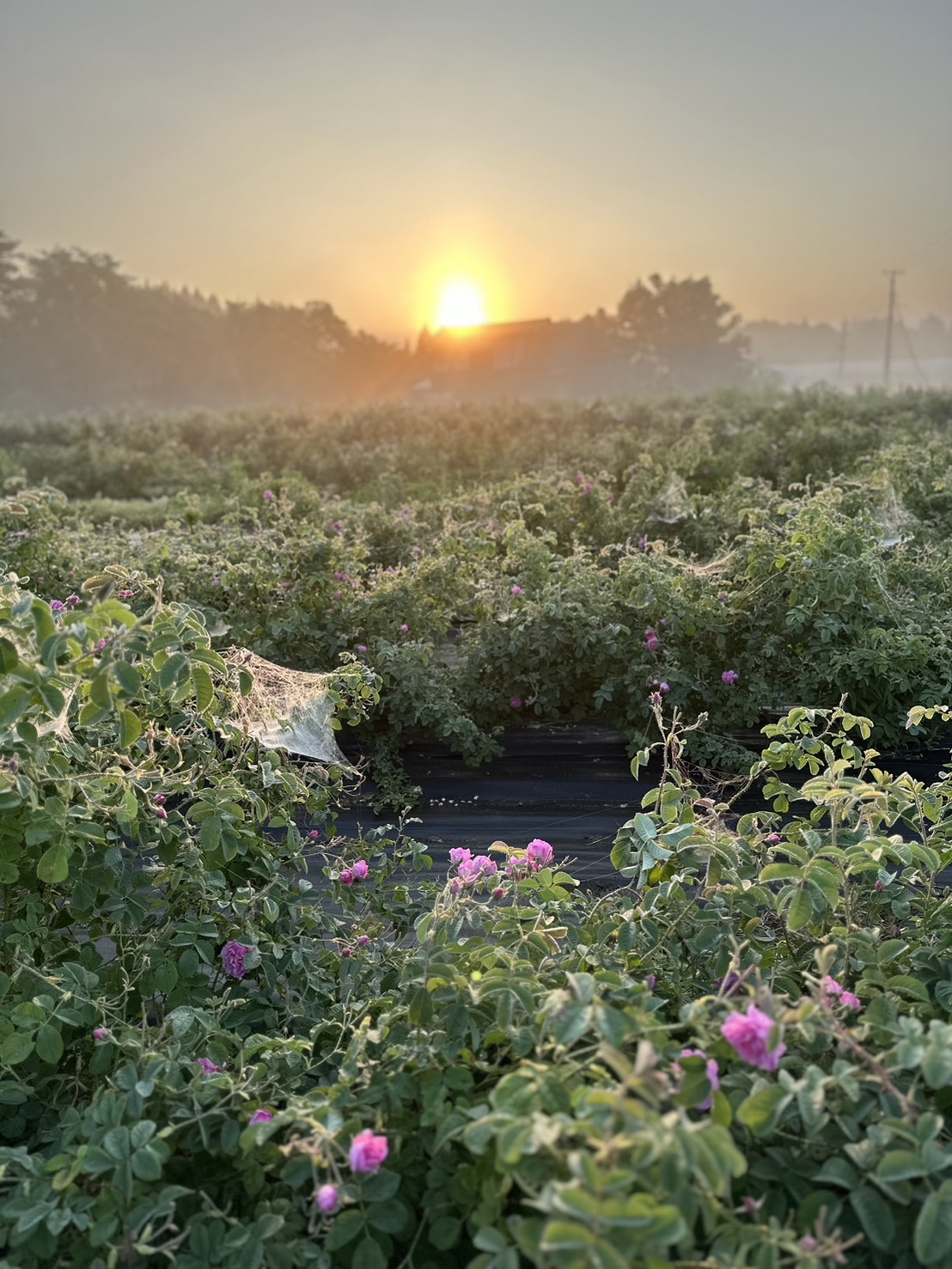国産ローズ精油 1ml ローズオットー エッセンシャルオイル ダマスク