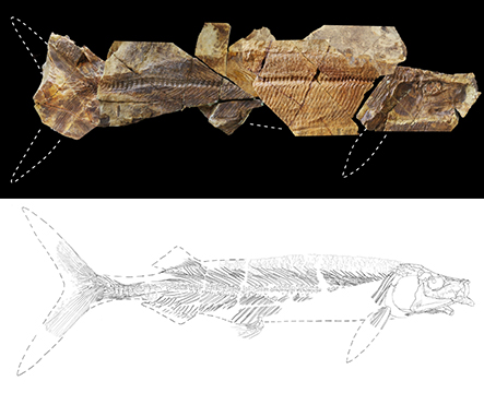 天草市御所浦町で発見された白亜紀の新属新種の大型魚類化石 - 天草