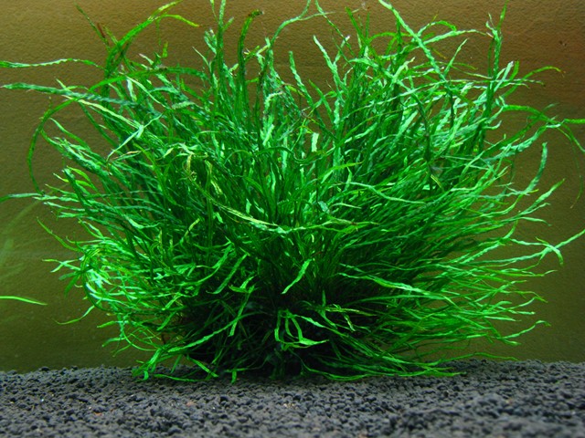 ミクロソリウム・本ナローリーフ - グラスゲート