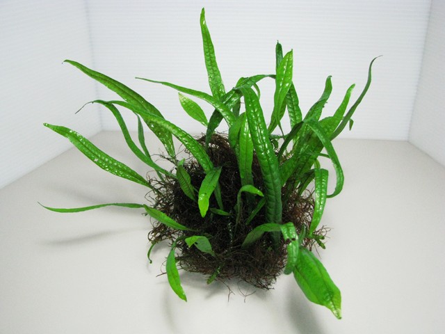 ミクロソリウムsp．パプアニューギニア産 - グラスゲート