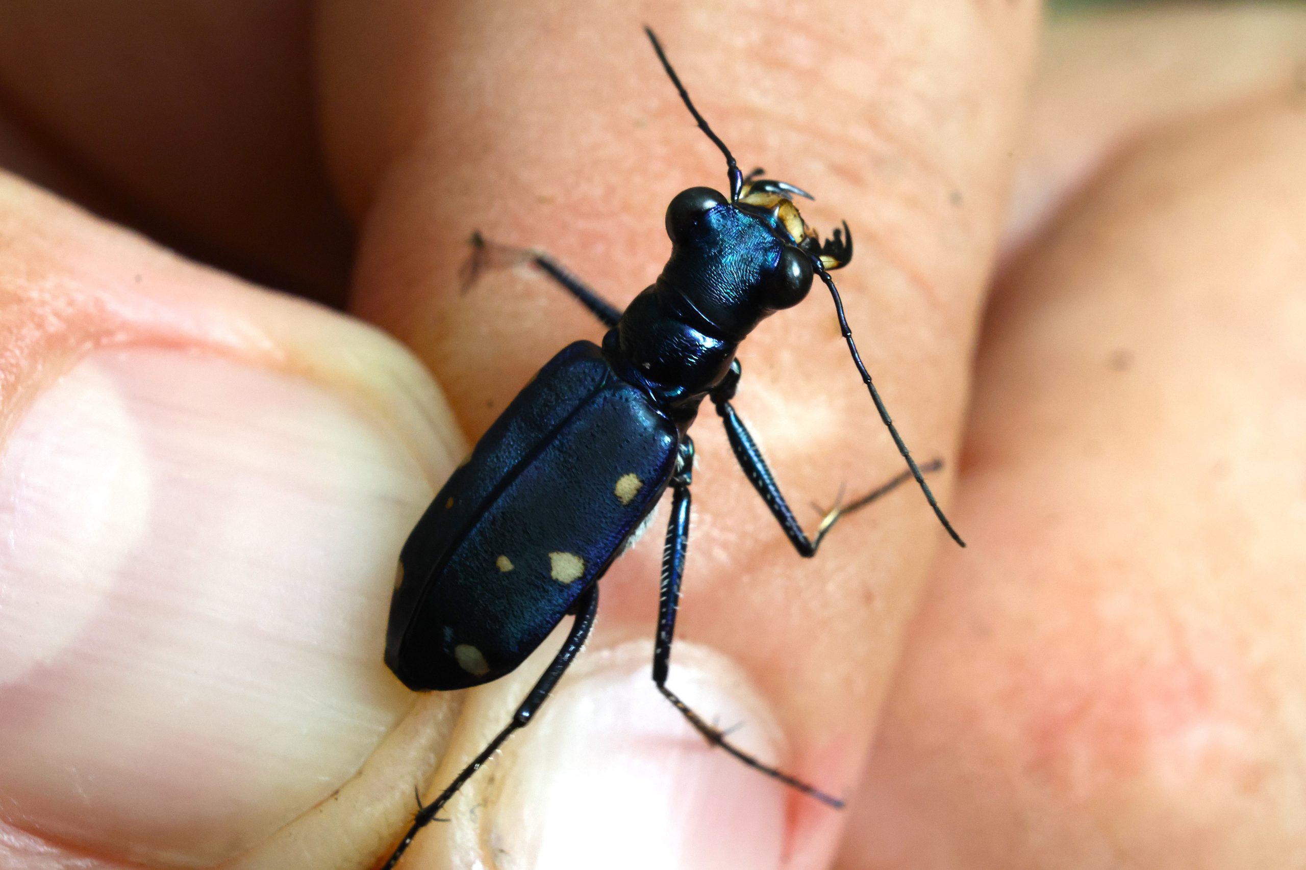 オオシマルリタマムシ | GreenBreeze