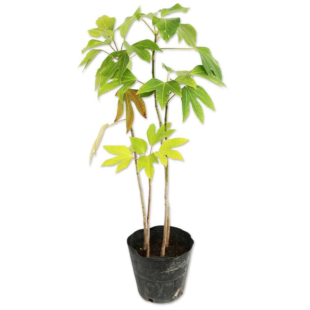 カクレミノ 苗木 販売 トオヤマグリーン