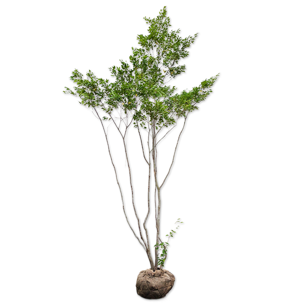 ハイノキ 苗木 販売 トオヤマグリーン