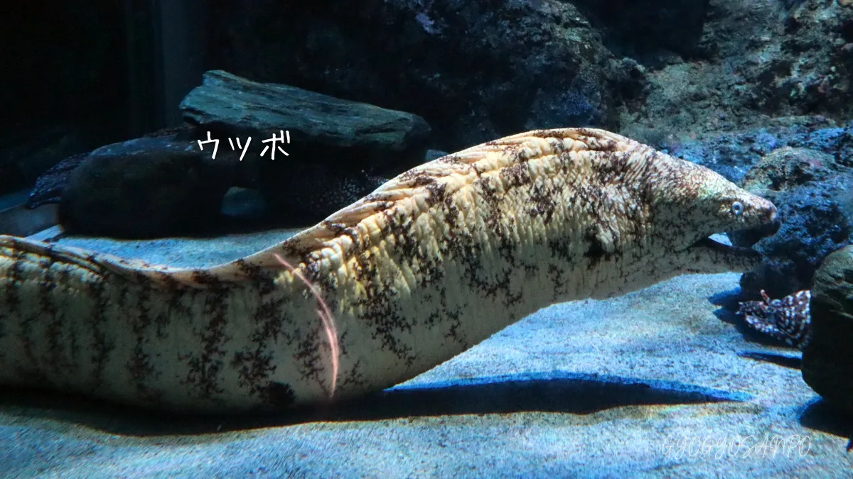 ぐぅたらウツボ】 ウツボ - WEB魚図鑑