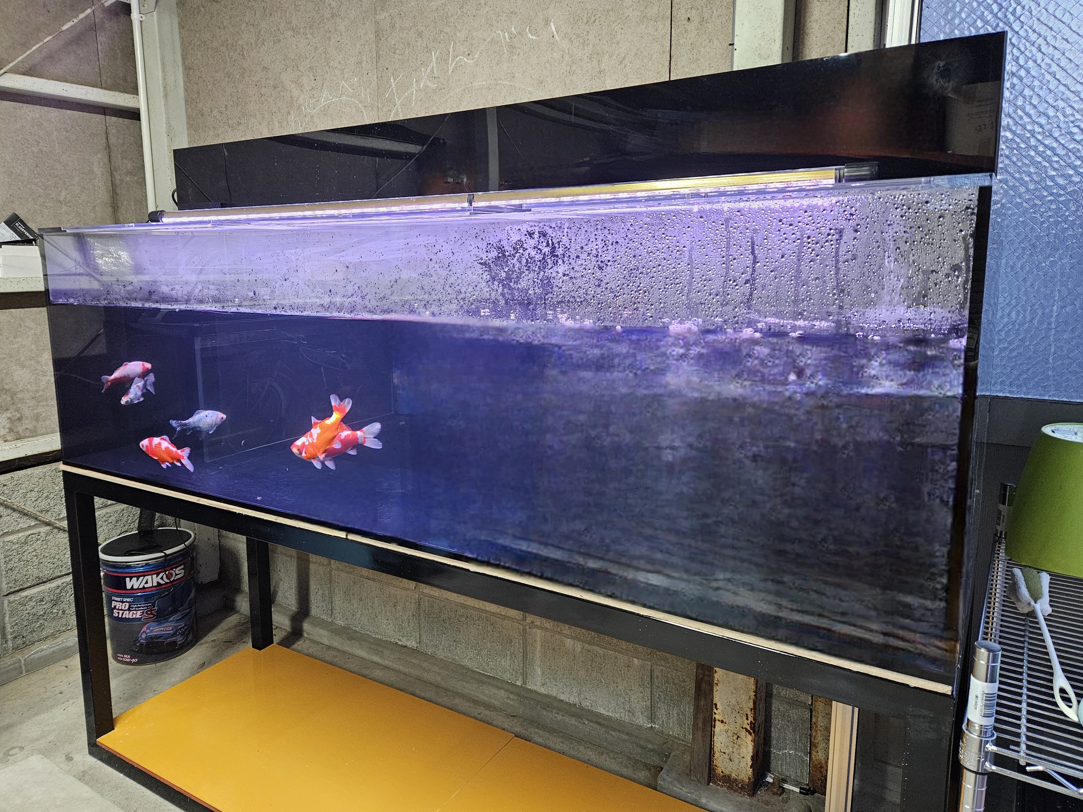 アクアランドはなばた | 福島県いわき市の熱帯魚屋 / 【180×75×60cm