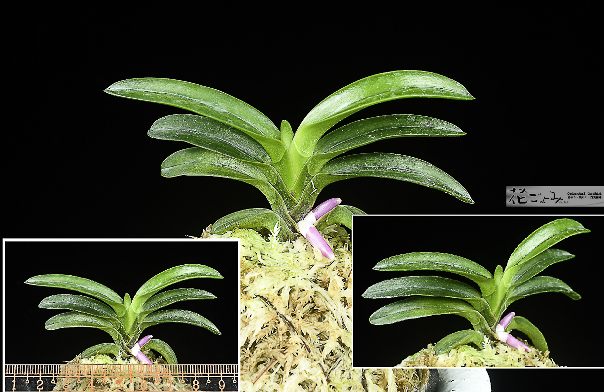 極上ルビー色【総ルビー根・翠華殿】 - 東洋蘭専門店 花ごよみ | 春蘭