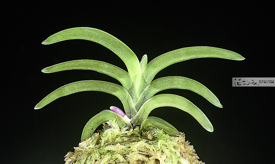 極上ルビー色【総ルビー根・翠華殿】 - 東洋蘭専門店 花ごよみ | 春蘭