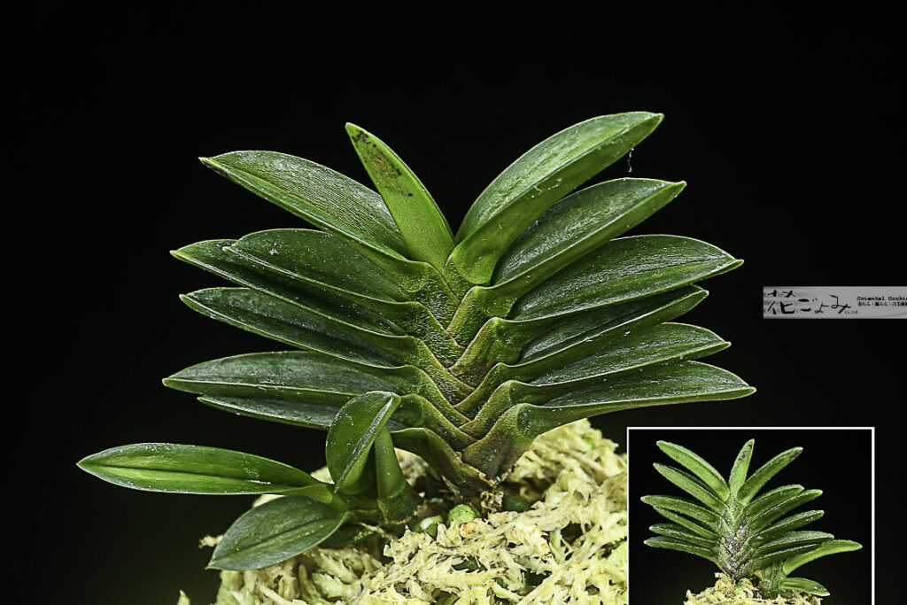 商品を探す-富貴蘭 - 東洋蘭専門店 花ごよみ | 春蘭・富貴蘭など通販