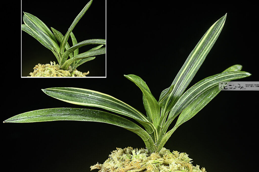 商品を探す-富貴蘭 - 東洋蘭専門店 花ごよみ | 春蘭・富貴蘭など通販