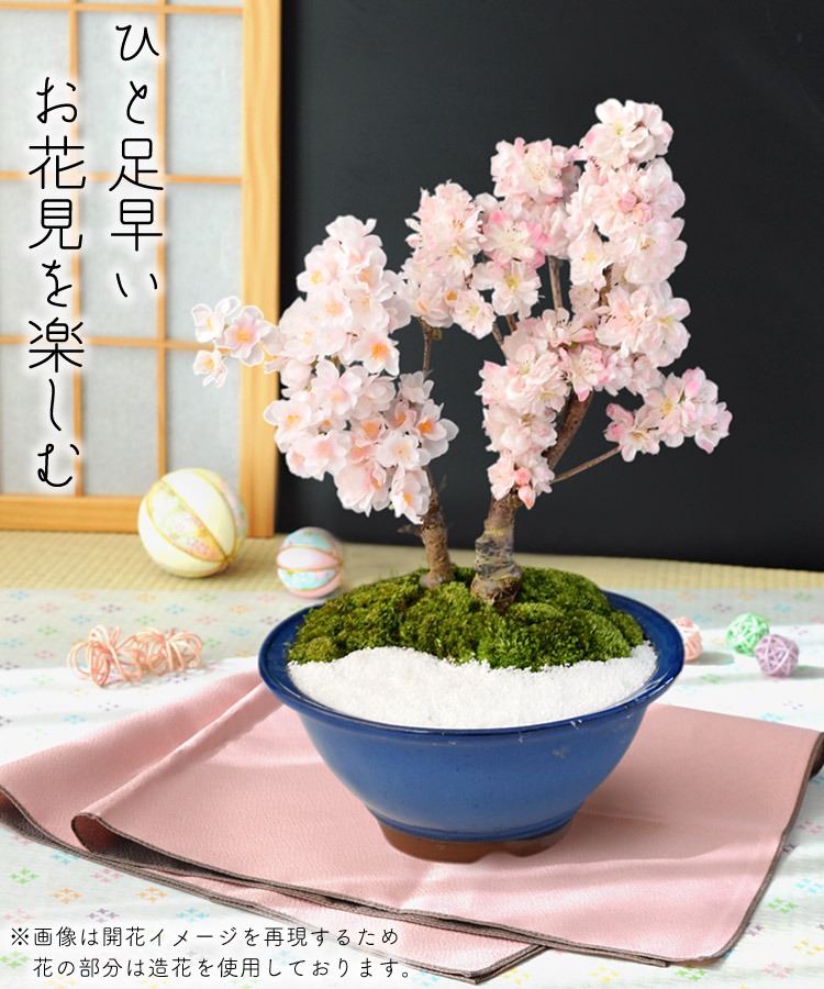 桜 盆栽 花芽付 創作盆栽～旭山桜＆南殿桜2本植え～ 万古焼手造り 2/1