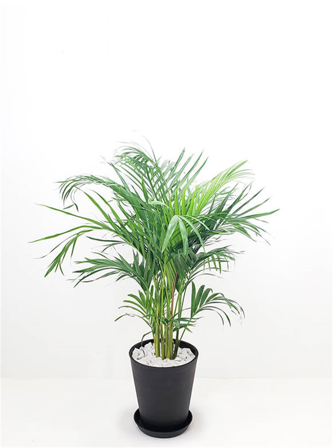 アレカヤシ8号 ブラックポット | 花のギフト通販なら花百花 ‐hanahyakka‐