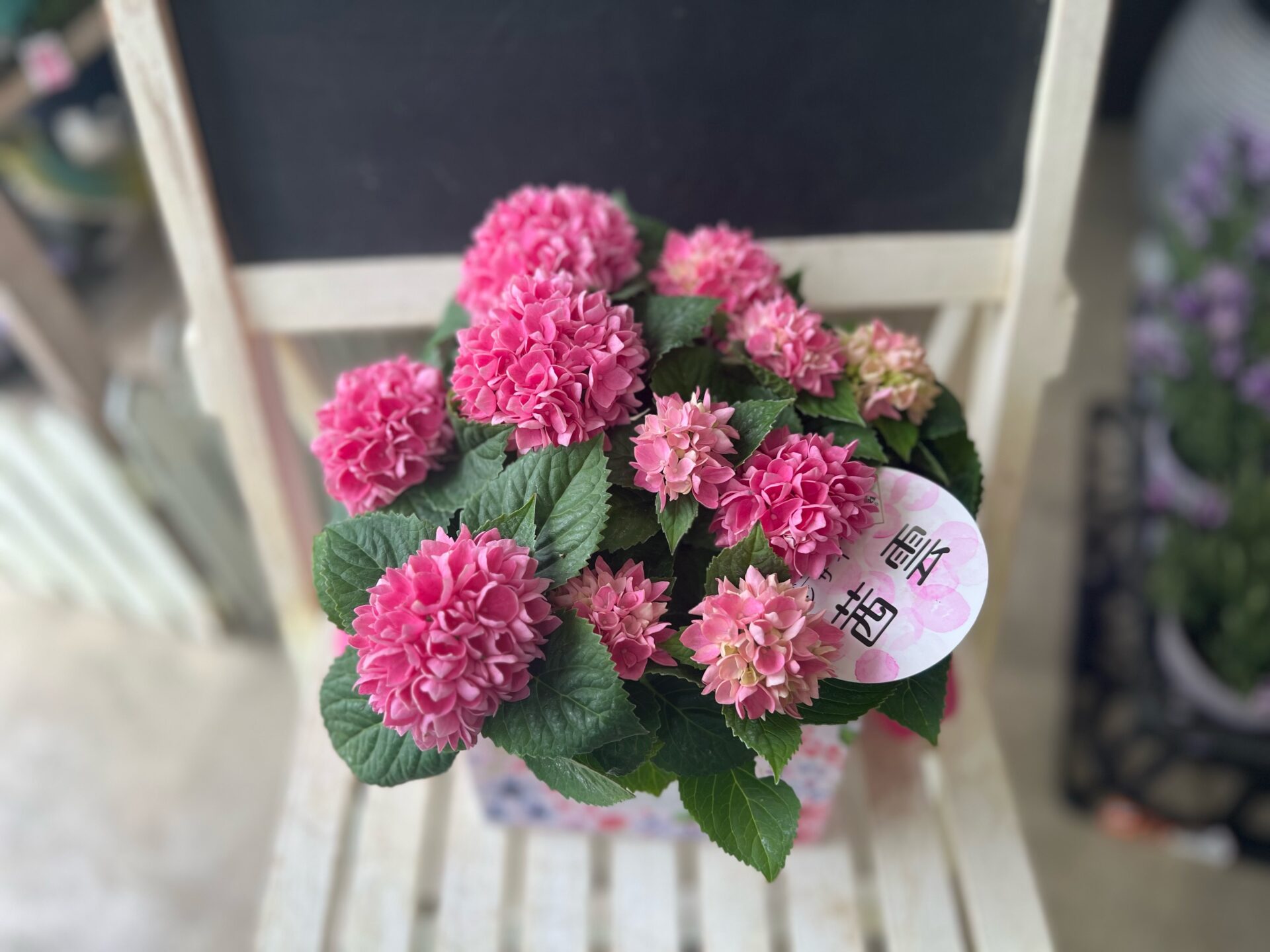 あじさい 茜雲 ピンク | フラワーショップ花みづき