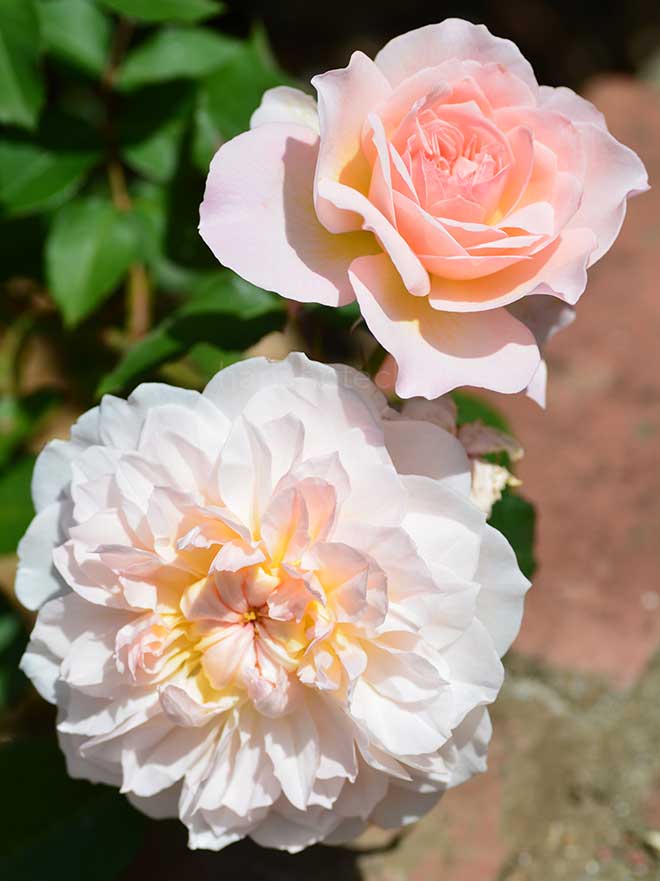 バラ メアリー マグダリン｜ROSE Mary Magdalene｜花の手帖のwebバラ図鑑