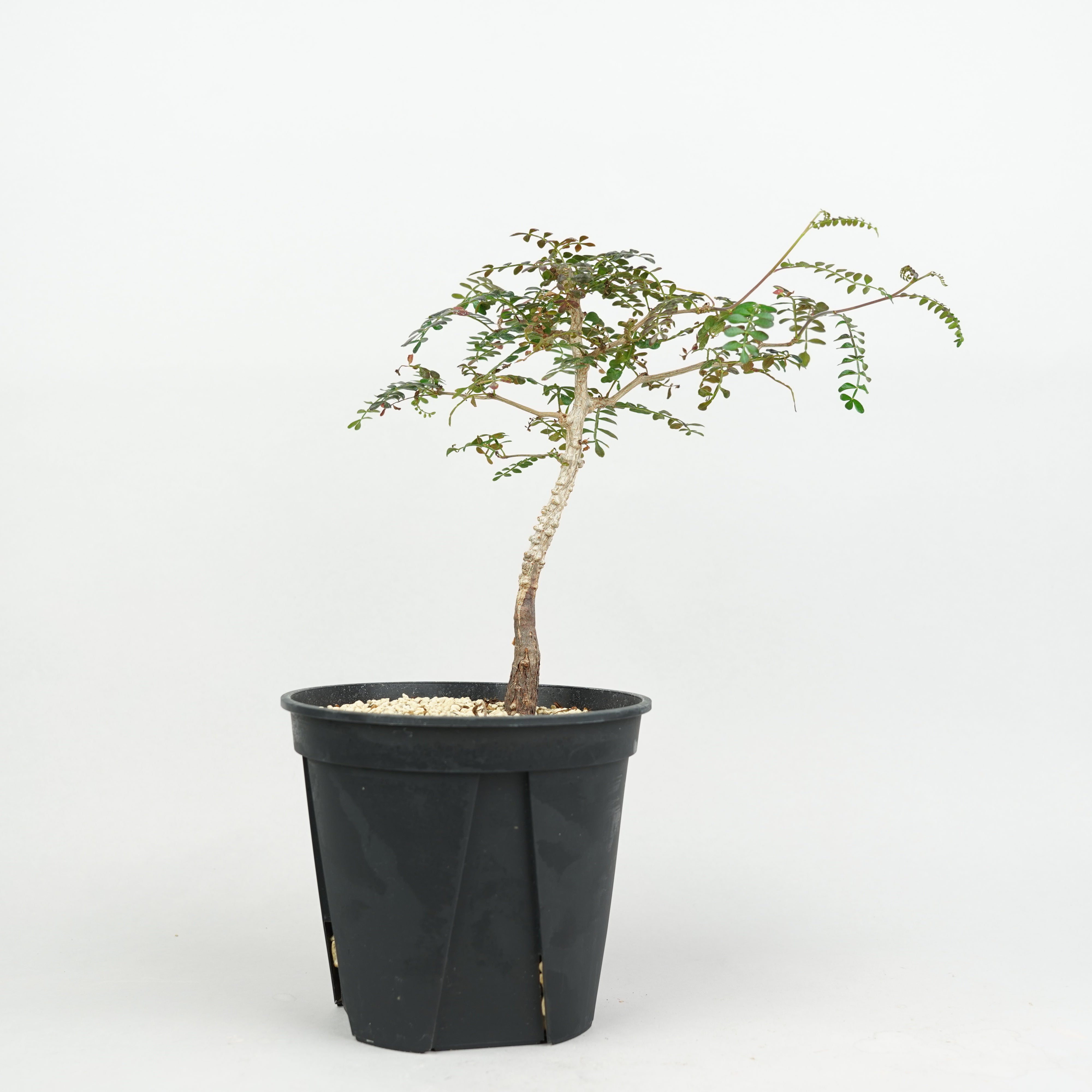 HACHI-8公式】オペルクリカリアパキプス -Operculicarya pachypus