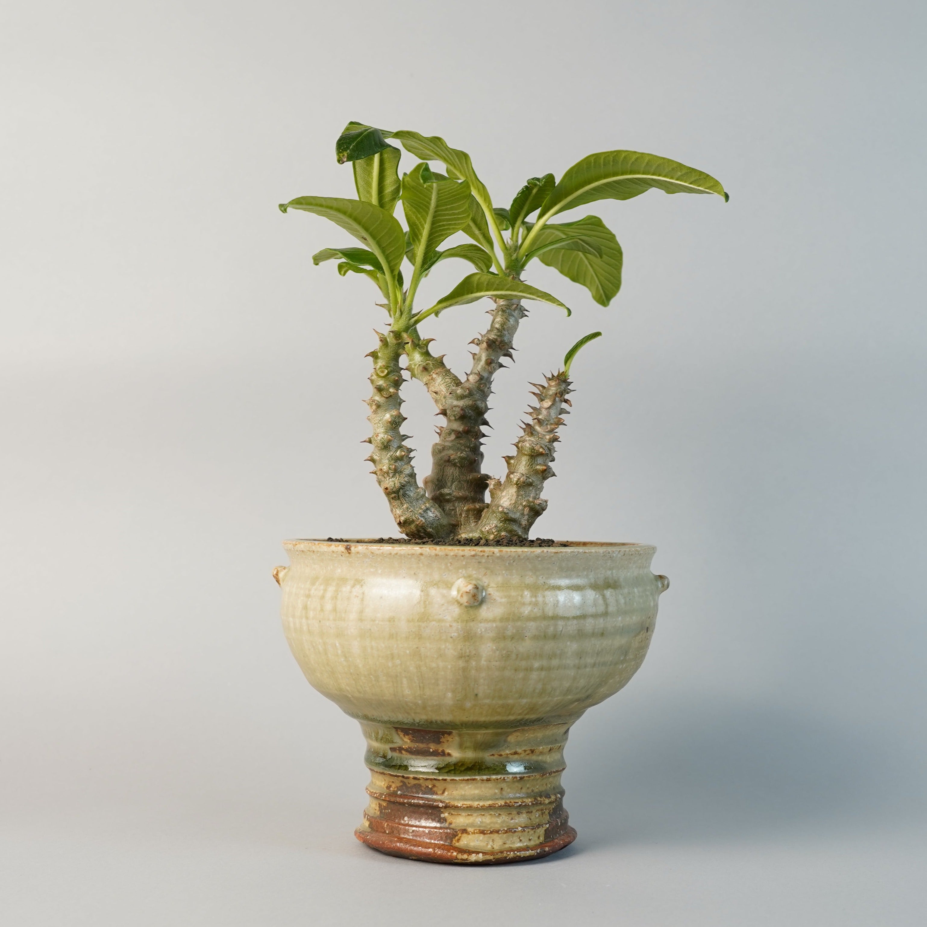 植物/パキポディウム/ウィンゾリー – Hachi-8