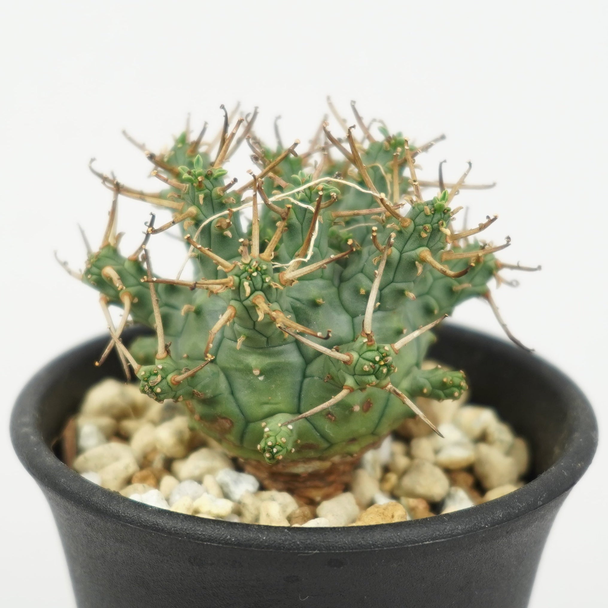 ユーフォルビア・デセプタ「Euphorbia Decepta」/EU646 – Hachi-8