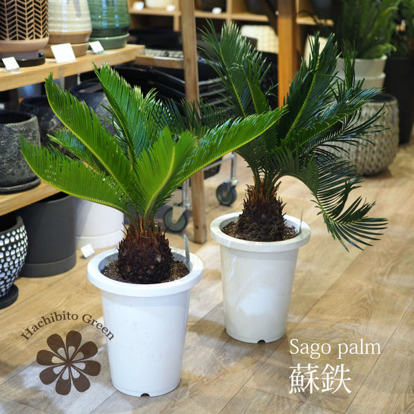 tb179_01_600x600_crop_center.