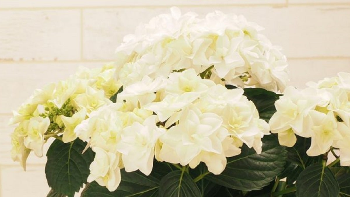 ハイドランジア ダブルダッチ | 株式会社ハクサン｜花や植物、園芸資材