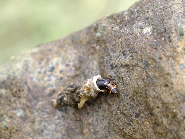 ミノムシの「蓑」は何でできているの？｜HALMEK up（ハルメクアップ）