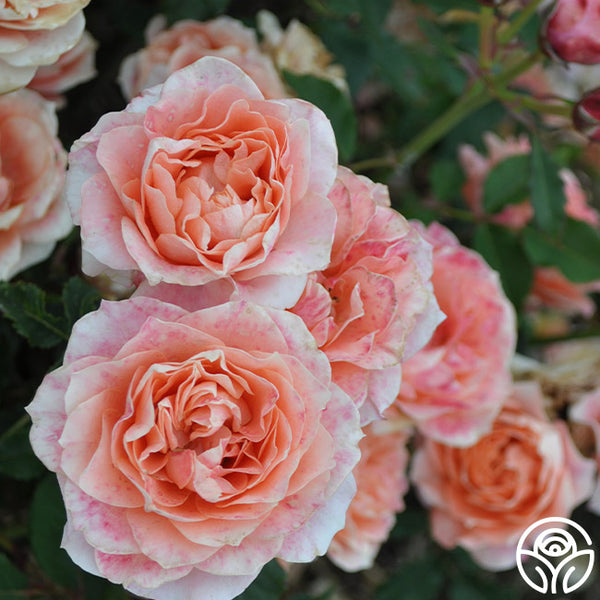 Julie-Link_grande.jpg?v=1737758929