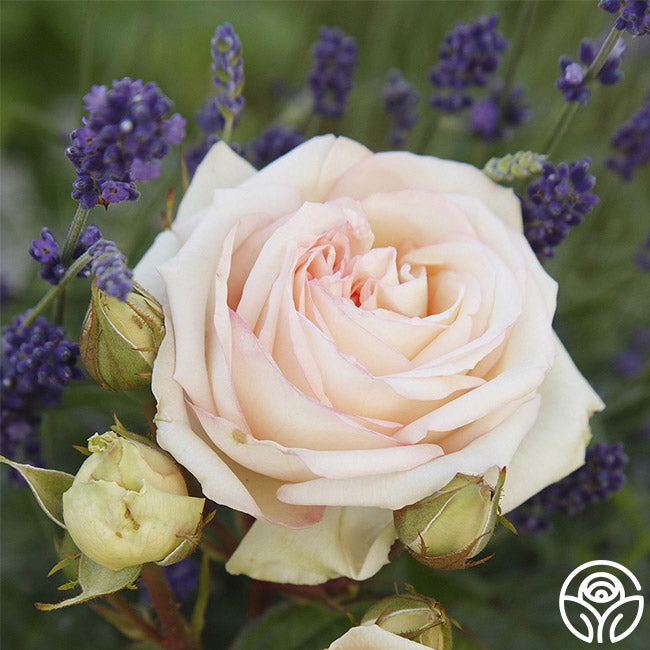 Parfuma Madame Anisette Grandiflora Rose | Heirloom Roses