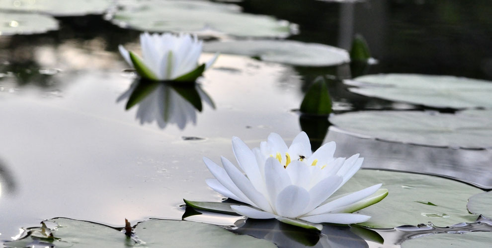 ホワイトロータスエッセンシャルオイル | アロマオイル