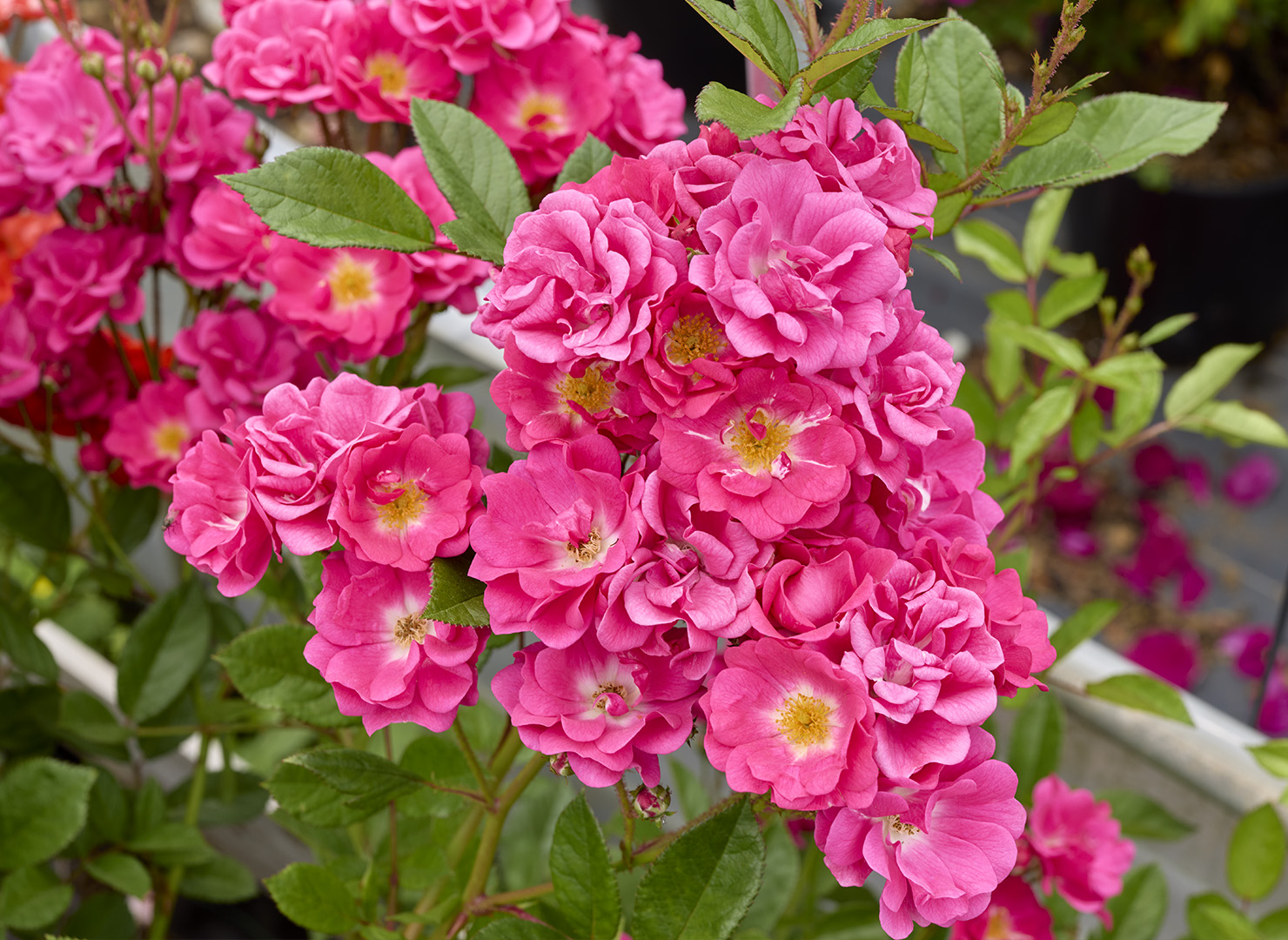 オルレアン ローズ – Orléans Rose | 姫野ばら園八ヶ岳農場