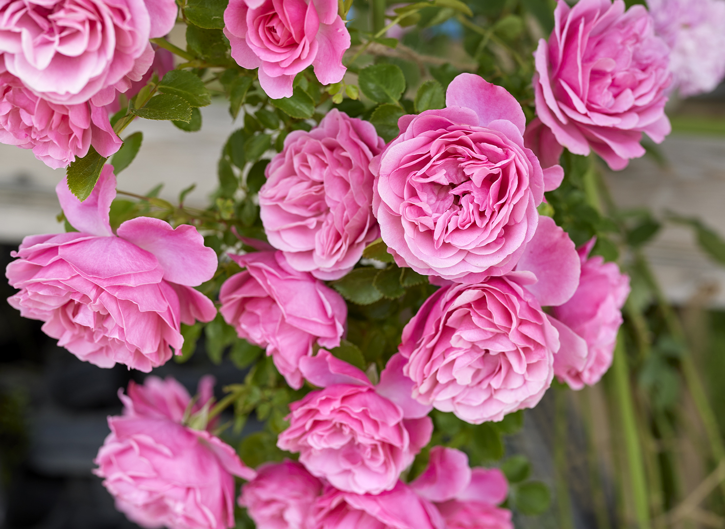 レオナルド ダ ヴィンチ – Leonardo Da Vinci | 姫野ばら園八ヶ岳農場