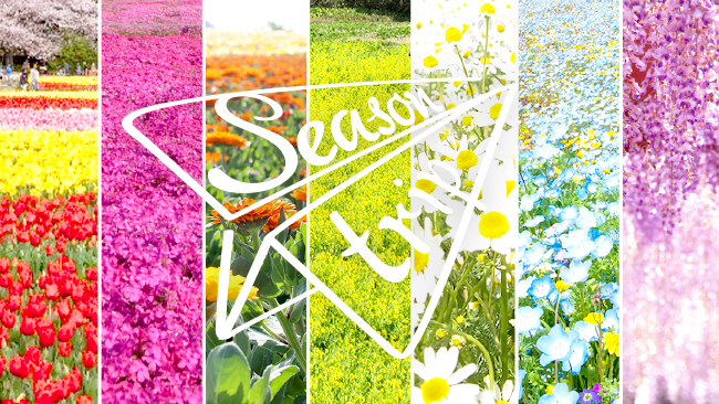 七色のお花畑を巡ろう！愛知・岐阜・三重の【お花畑スポット