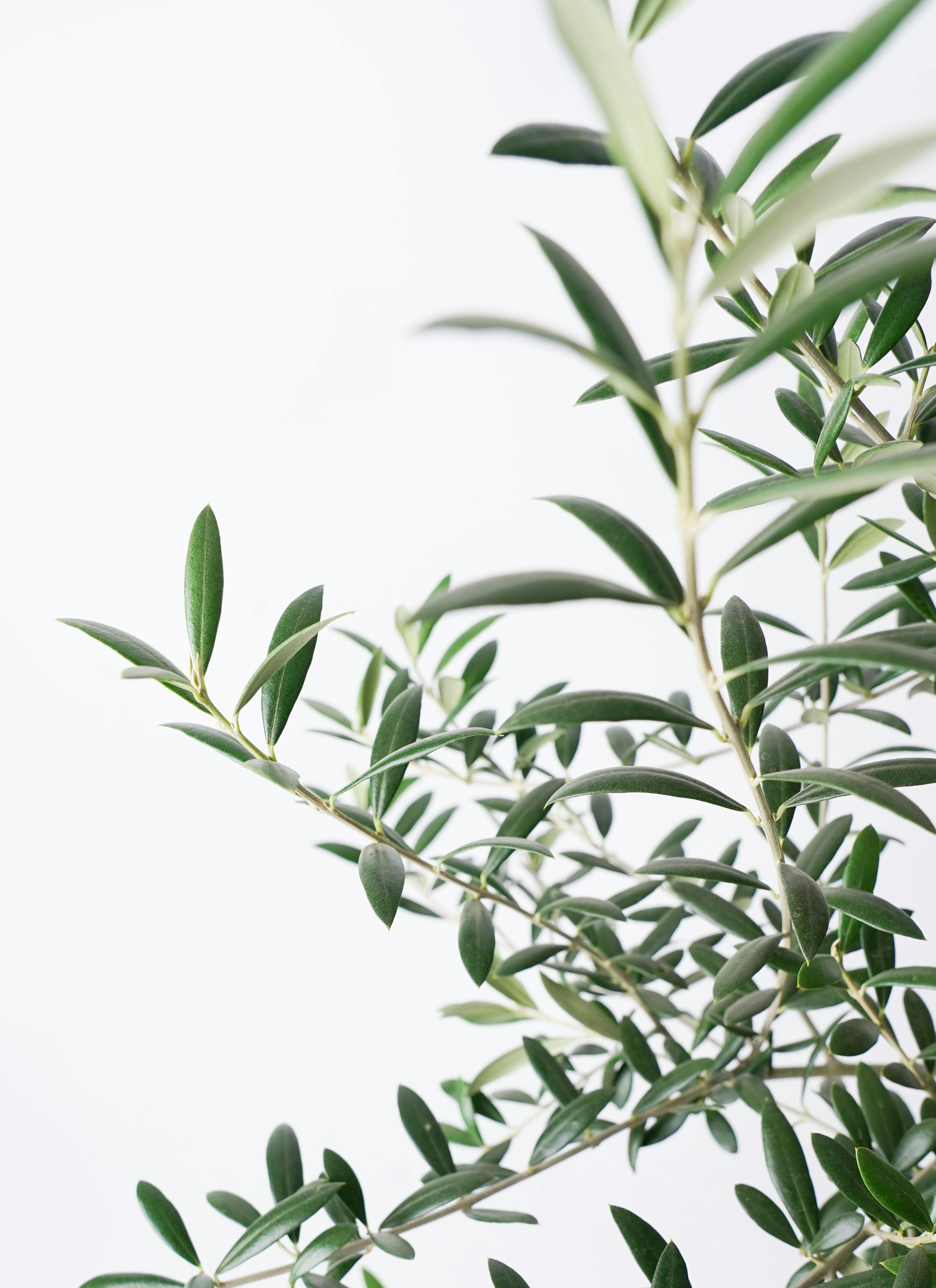 観葉植物 オリーブ 8号 ルッカ ジュピター 黒 付き | 観葉植物なら