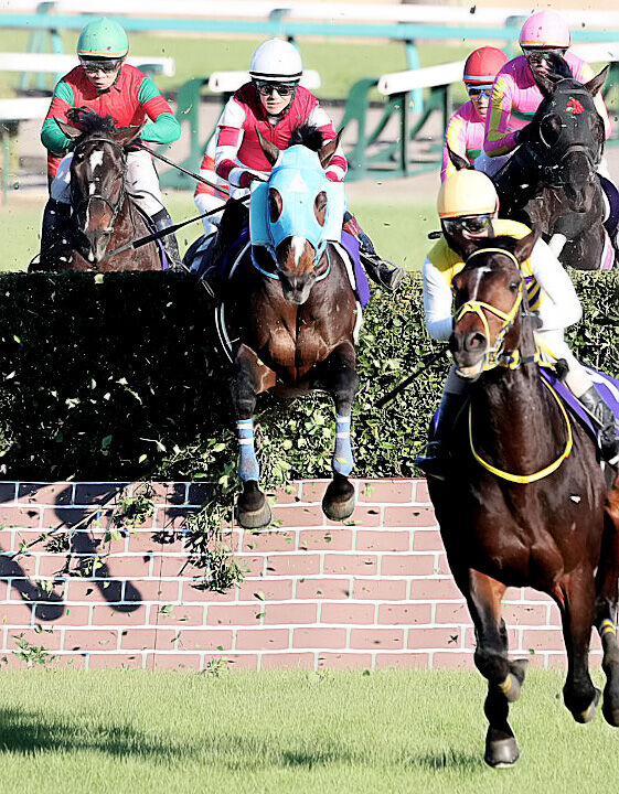 JRA 高木厩舎 NISHINO DAISY 第145回 中山大障害 JGI JRA 高木厩舎