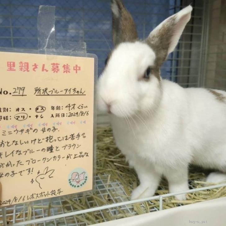 小動物の里親募集】埼玉県・ウサギ・No.279 所沢ブルーアイちゃん（ID