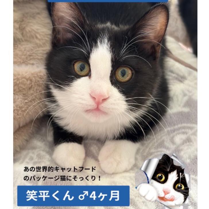 猫の里親募集】東京都・雑種・キュートなハチワレ♡笑平くん 4ヶ月（ID