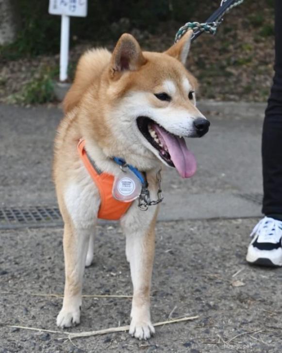 犬の里親募集】奈良県・柴犬・超ツンデレな柴犬くん♪（ID:2401-00457