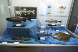 多様性生物希少標本ネットワーク ”a specimen room 標本室”