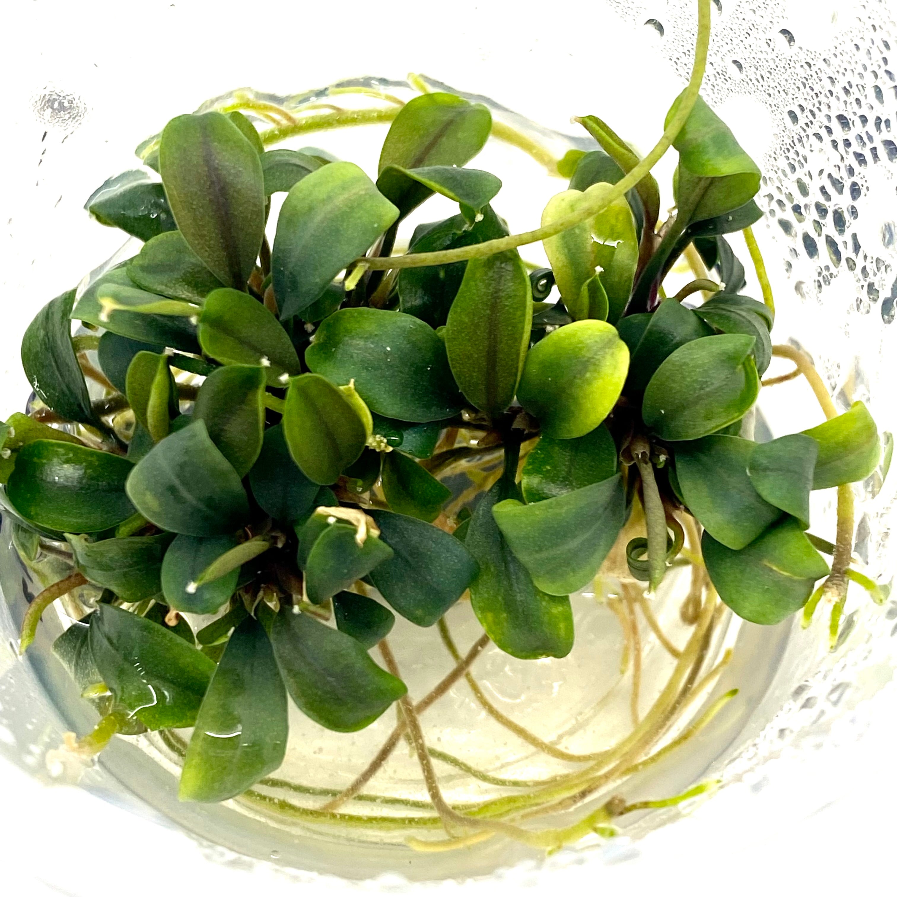 Care Guide: Bucephalandra Red Phantom – HYGRONATURE