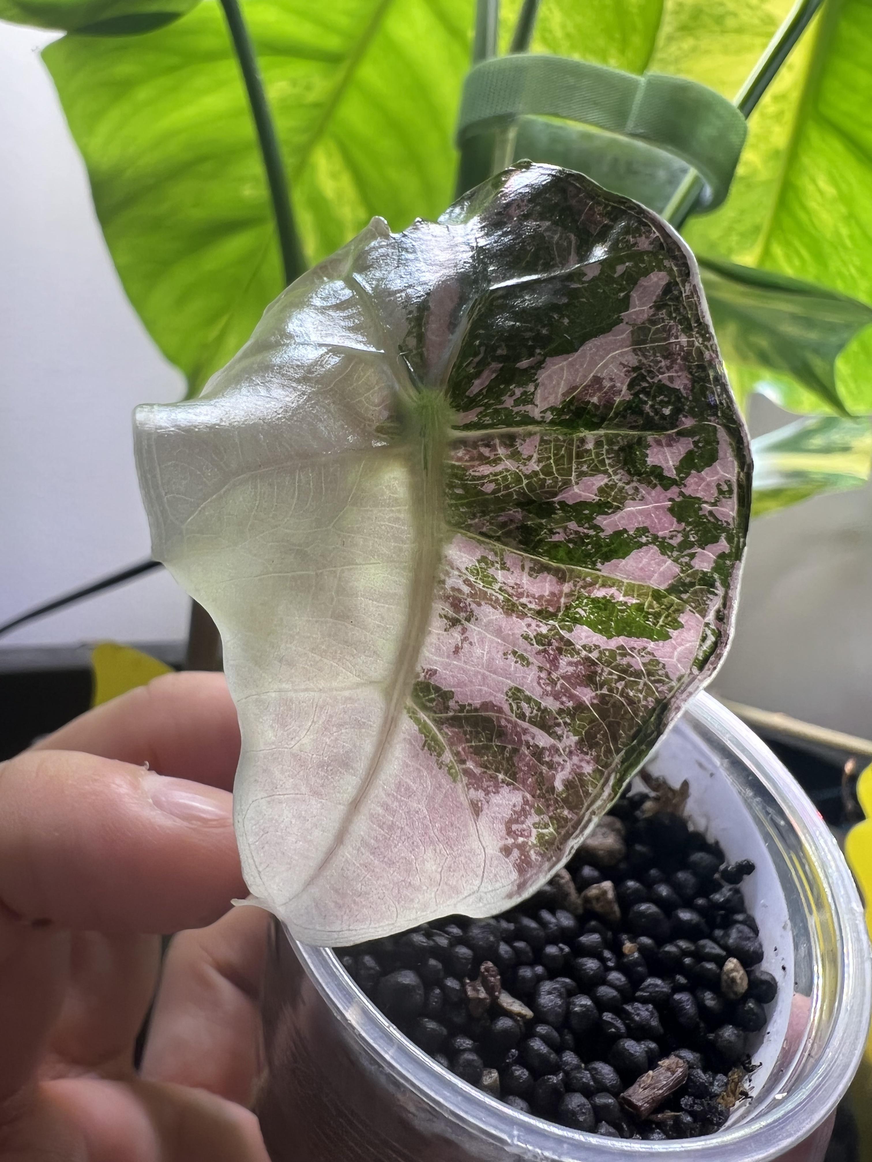 アロカシア・アマゾニカの斑入りにめっちゃ興奮してる！ : r/alocasia