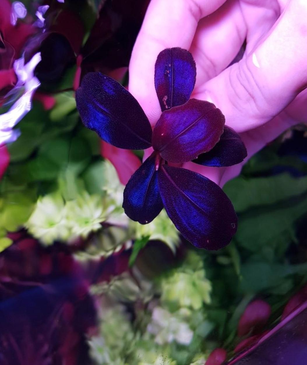 Bucephalandra sp. Helena 2013 を注文したんだけど、他に水中で育て