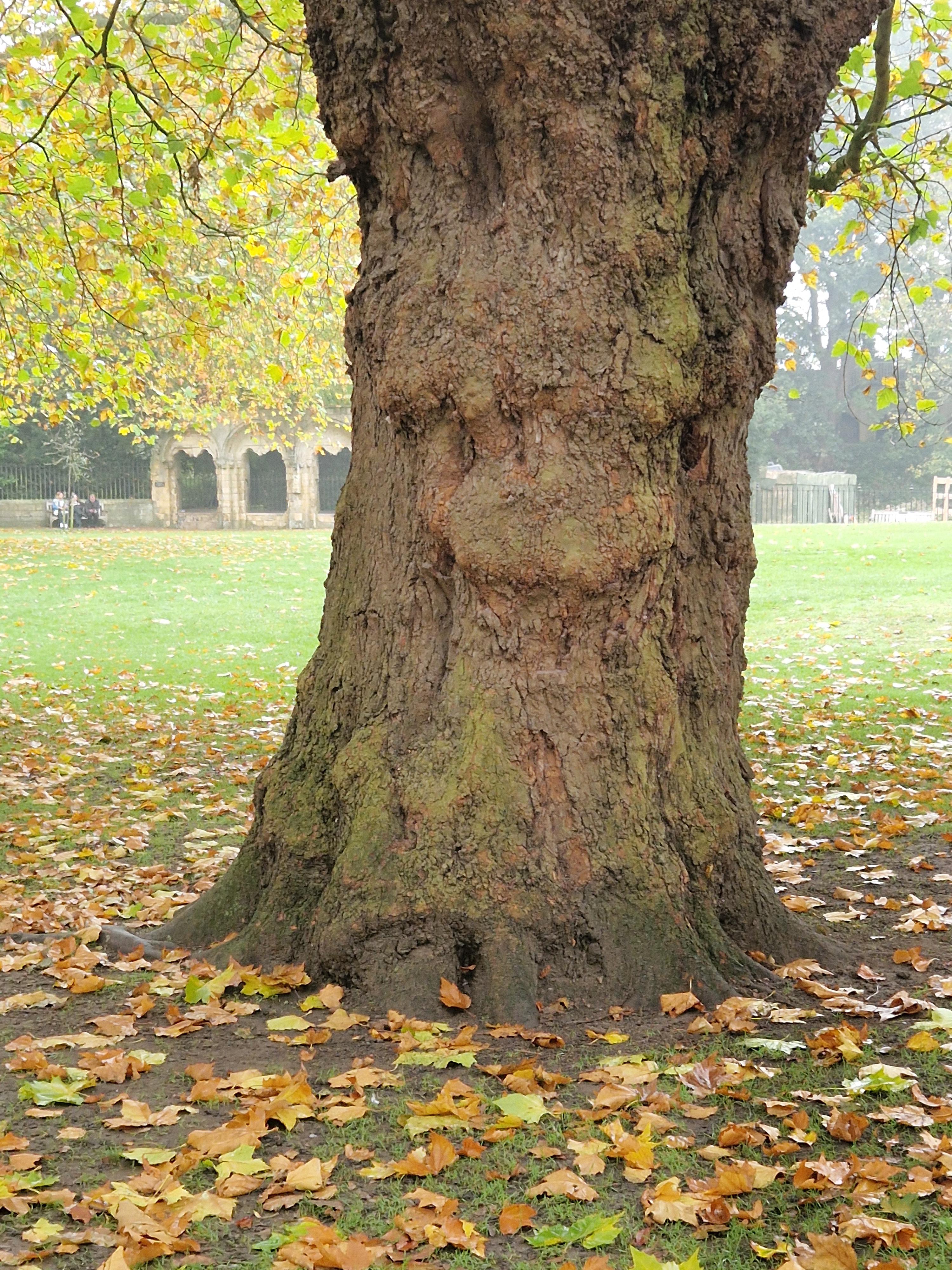 How do we feel about trees with faces? : r/marijuanaenthusiasts